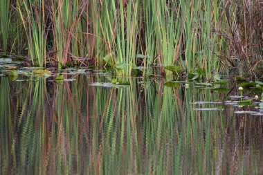 Florida Everglades 'teki Tamiami Patikası' ndaki bir tekne rampasından selvi bataklığındaki uzun otların manzarası.