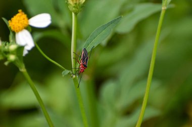 Yaygın Cotton Stainer Bug namı diğer Dysdercus suturellus Everglades Ulusal Parkı, Florida, ABD