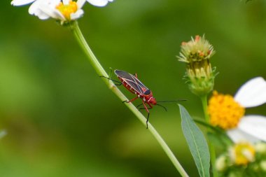 Yaygın Cotton Stainer Bug namı diğer Dysdercus suturellus Everglades Ulusal Parkı, Florida, ABD