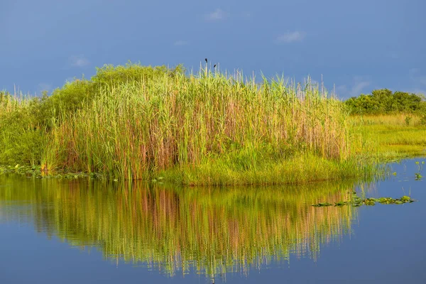 Florida Everglades Teki Tamiami Patikası Ndaki Bir Tekne Rampasından Selvi — Stok fotoğraf