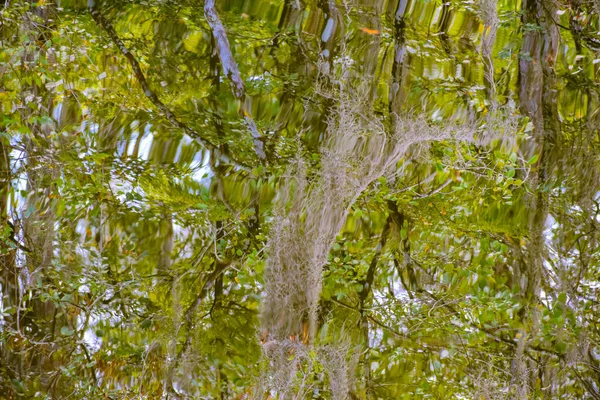 Nin Tahta Kaldırımından Bataklıktaki Selvi Ağaçlarının Görüntüsü Williams Yol Kenarı — Stok fotoğraf