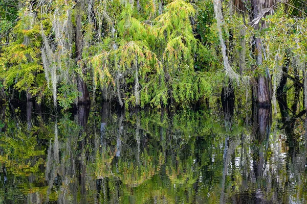 Pohled Odrážející Cypřišové Stromy Bažině Promenády Williams Roadside Park Big — Stock fotografie