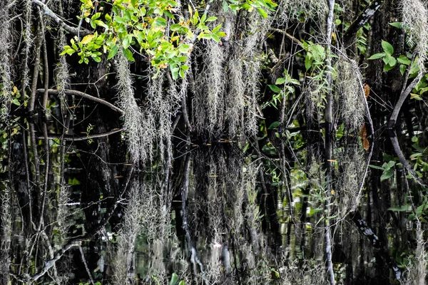 Вид Рефлекторні Кипарисові Дерева Болоті Набережної Williams Roadside Park Big — стокове фото