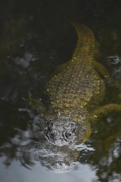 Williams Roadside Park Big Cypress National Preserve Florida Vereinigte Staaten — Stockfoto