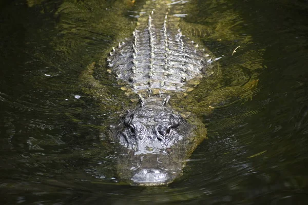 Williams Roadside Park Big Cypress National Preserve Φλόριντα Ηνωμένες Πολιτείες — Φωτογραφία Αρχείου