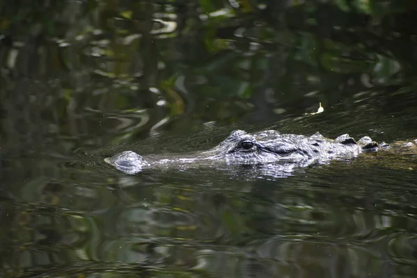 Williams Yol Kenarı Parkı Büyük Kıbrıs Ulusal Koruması Florida Abd — Stok fotoğraf