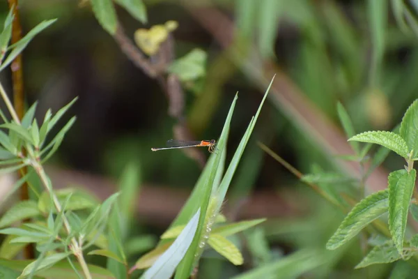 Orangefarbene Libelle Auf Einer Plantage Everglades National Park Florida Vereinigte — Stockfoto