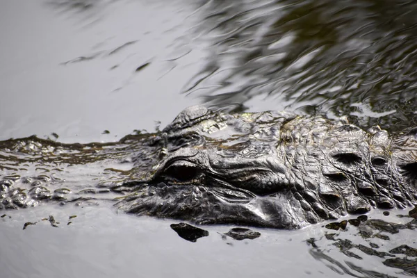 Williams Roadside Park Big Cypress National Preserve Florida Amerikai Egyesült — Stock Fotó