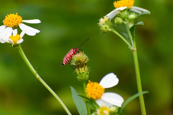 Faisceau Coton Commun Bug Alias Dysdercus Suturellus Dans Parc National — Photo
