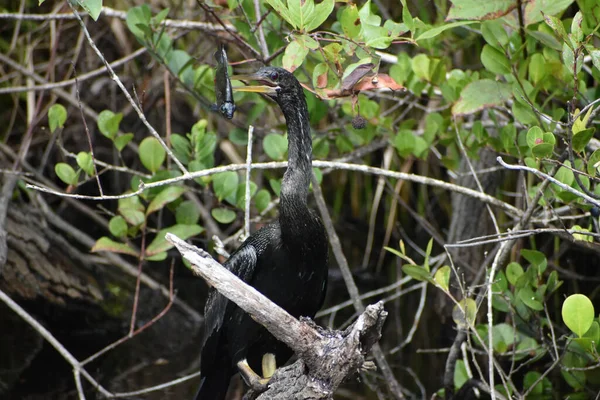 Anhinga Verslaat Vis Een Tak Hem Van Bek Halen Eten — Stockfoto