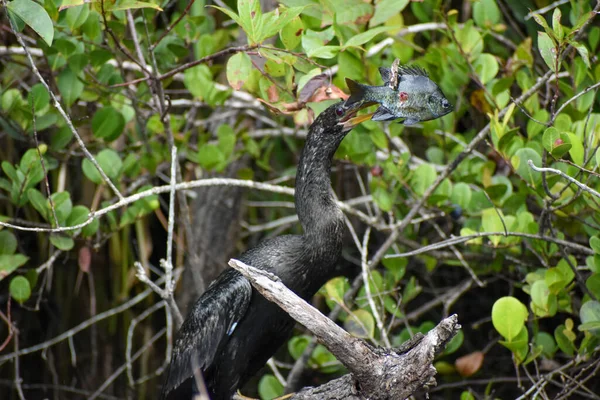 Anhinga Verslaat Vis Een Tak Hem Van Bek Halen Eten — Stockfoto