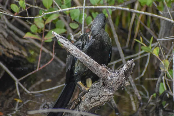 Anhinga Verslaat Vis Een Tak Hem Van Bek Halen Eten — Stockfoto