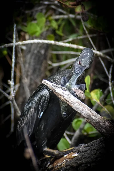 Anhinga Verslaat Vis Een Tak Hem Van Bek Halen Eten — Stockfoto