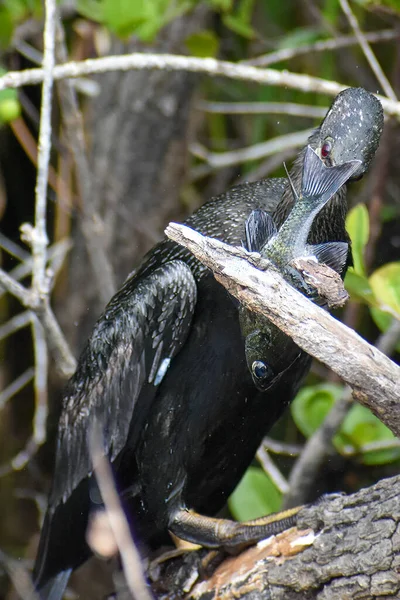 Anhinga Bije Rybę Gałęzi Wyrwać Dzioba Zjeść — Zdjęcie stockowe