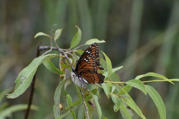 Viceroy Butterfly Wildflower Swamp — Stock Photo, Image