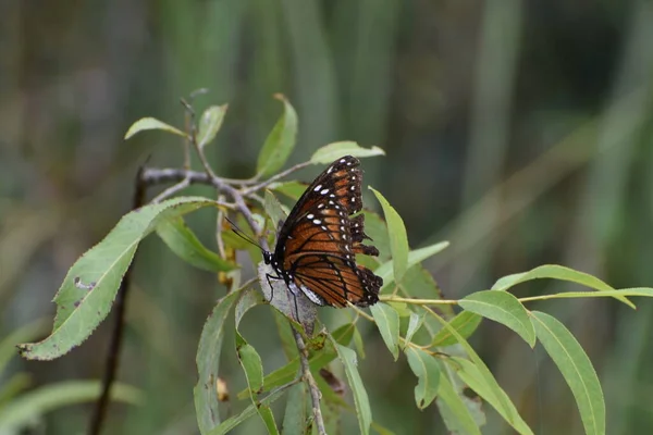 Viceroy Papillon Sur Une Fleur Sauvage Dans Marais — Photo