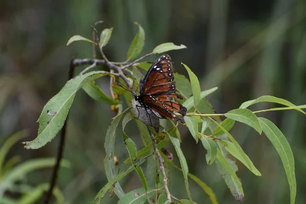 Viceroy Butterfly Wildflower Swamp — Stock Photo, Image