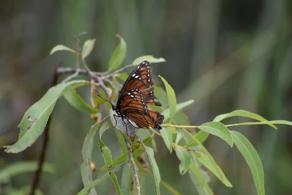 Viceroy Butterfly Wildflower Swamp — Stock Photo, Image