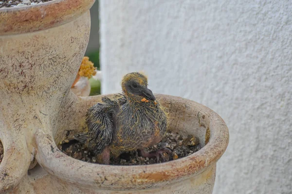 Bébé Oiseau Nichant Dans Pot Fleurs Sur Balcon — Photo