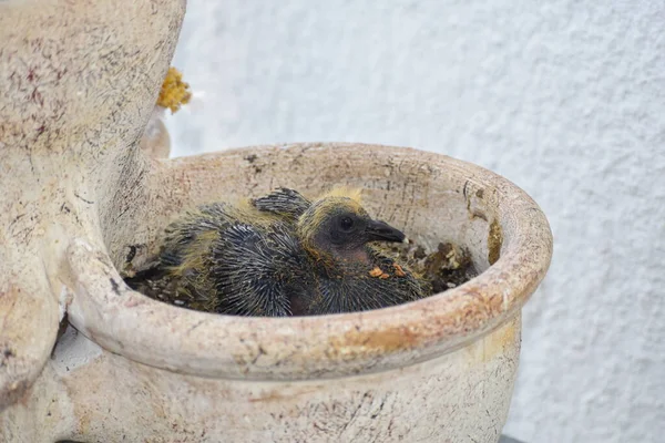 Baby Vogel Nestelend Een Bloempot Het Balkon — Stockfoto