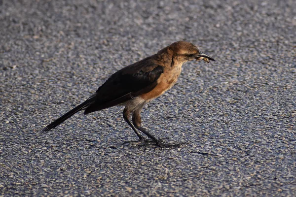 Grackle Cauda Barco Quiscalus Major Come Bug Estacionamento Florida Everglades — Fotografia de Stock