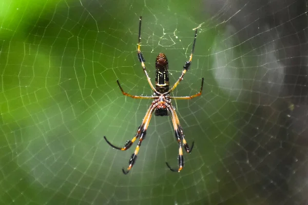 Spider Cattura Preda Nella Sua Ragnatela — Foto Stock