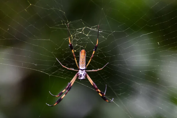 Spinne Fängt Beute Ihrem Netz — Stockfoto