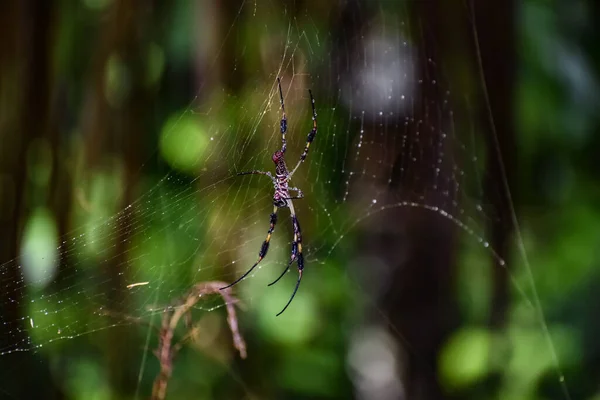 Spider catches prey in its web