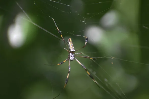 Spider catches prey in its web