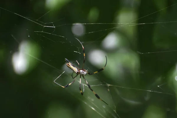 Spinne Fängt Beute Ihrem Netz — Stockfoto