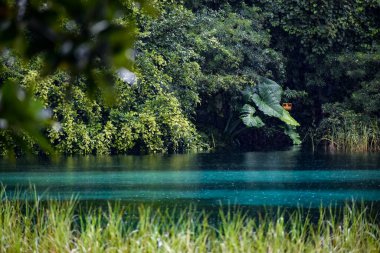 Florida 'nın tatlı su kaynaklarının turkuaz suları bir yağmur fırtınası sırasında