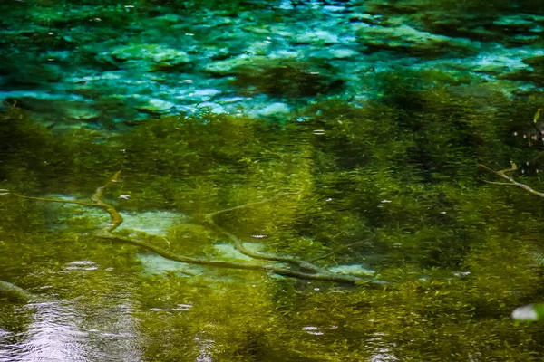 Τυρκουάζ Νερά Των Πηγών Γλυκού Νερού Της Φλόριντα Κατά Διάρκεια — Φωτογραφία Αρχείου