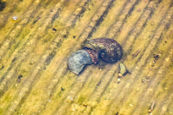 Lumaca Mele Nella Big Cypress National Preserve Florida Stati Uniti — Foto Stock