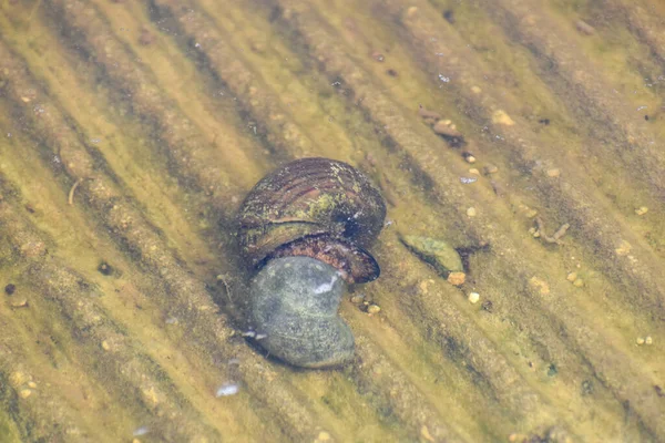 Apple Snail Big Cypress National Preserve Floryda Stany Zjednoczone Ameryki — Zdjęcie stockowe