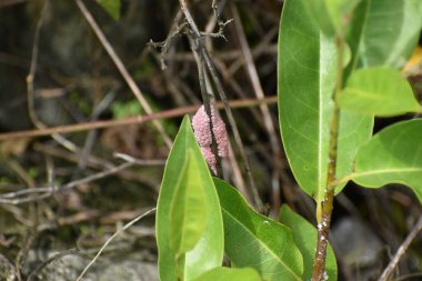 Pembe Elma Salyangoz Yumurtaları - Bataklıkta Pomacea Macula