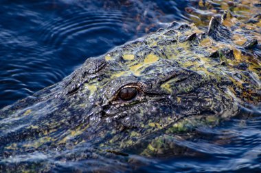 Timsah alglerle kaplıyken kameraya bakar.