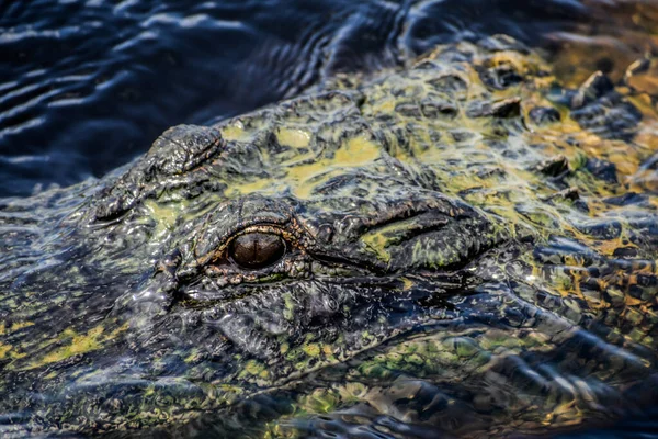 Alligator Blickt Kamera Während Von Algen Bedeckt Ist — Stockfoto