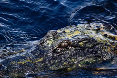 Timsah alglerle kaplıyken kameraya bakar.