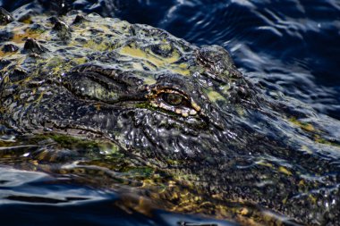 Timsah alglerle kaplıyken kameraya bakar.