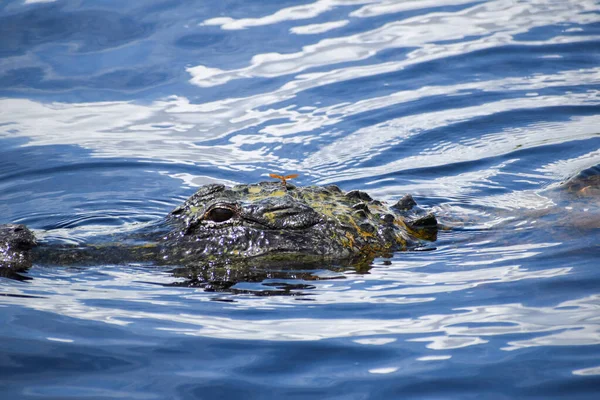 Alligator Blickt Kamera Während Von Algen Bedeckt Ist — Stockfoto