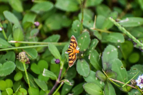 Syngamia Florella Namı Diğer Turuncu Benekli Güve Florida Everglades — Stok fotoğraf