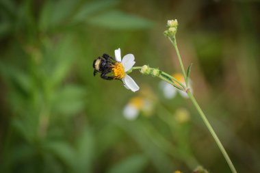 Büyük arı papatya çiçeğini kirletiyor.