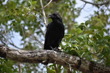 Florida Everglades Ulusal Parkı 'ndaki Shark Valley' de bir ağaçta otururken kaplumbağa yiyen büyük siyah kuş.