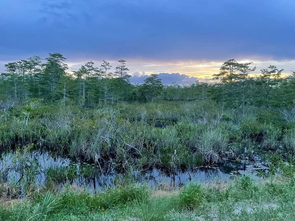 Alba Sopra Palude Loxahatchee Everglades Pompano Florida — Foto Stock