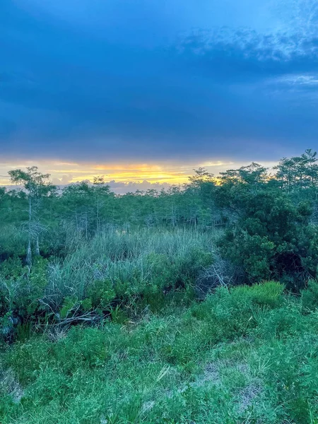 Схід Сонця Над Болотом Локкахатчі Еверґлейдс Помпано Флорида — стокове фото