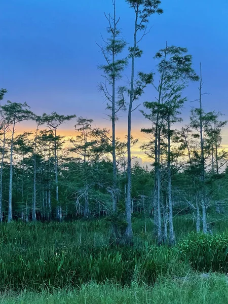 Sonnenaufgang Über Dem Sumpf Den Loxahatchee Everglades Von Pompano Florida — Stockfoto