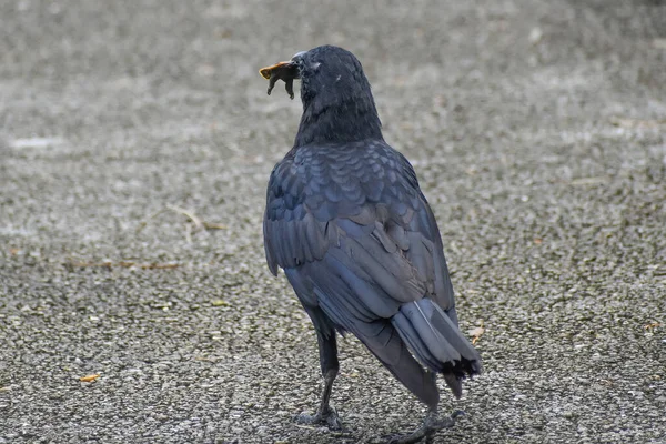 Grande Uccello Nero Mangiare Una Tartaruga Mentre Seduto Albero Nella — Foto Stock