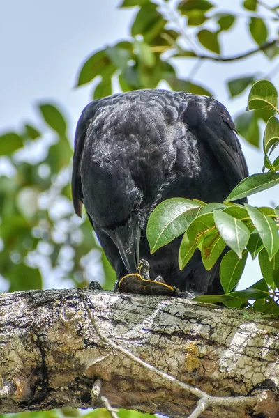 Grote Zwarte Vogel Die Een Schildpad Eet Terwijl Hij Een — Stockfoto