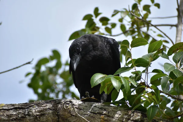 Μεγάλο Μαύρο Πουλί Τρώει Μια Χελώνα Ενώ Κάθεται Ένα Δέντρο — Φωτογραφία Αρχείου
