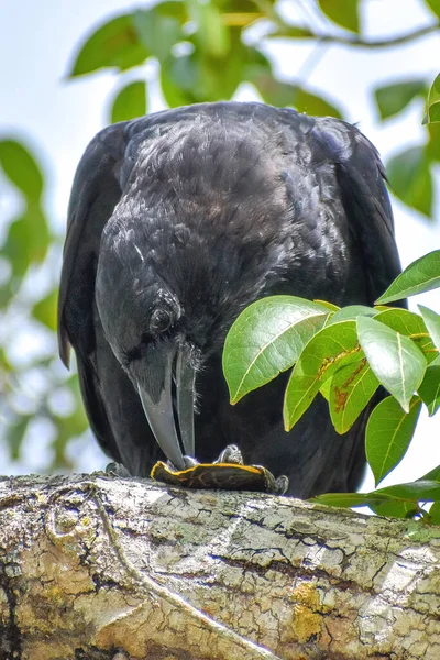 Grote Zwarte Vogel Die Een Schildpad Eet Terwijl Hij Een — Stockfoto